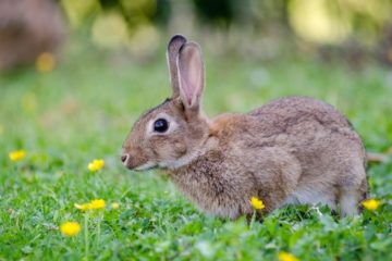Comment attraper un lapin dans mon jardin ?