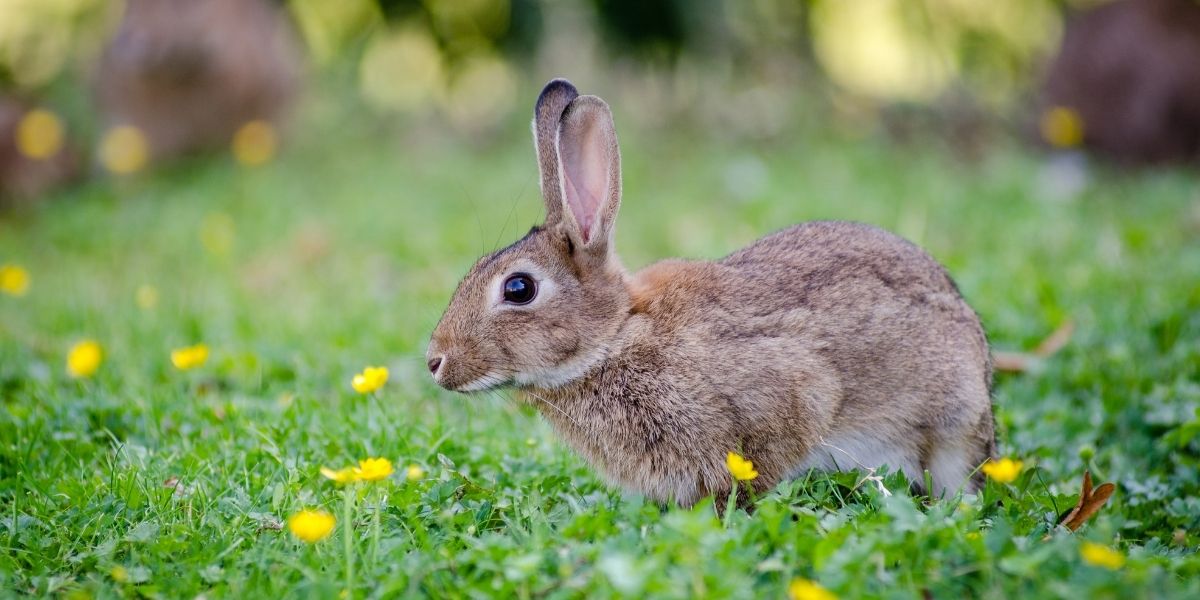 Comment attraper un lapin dans mon jardin ? Dialoguons