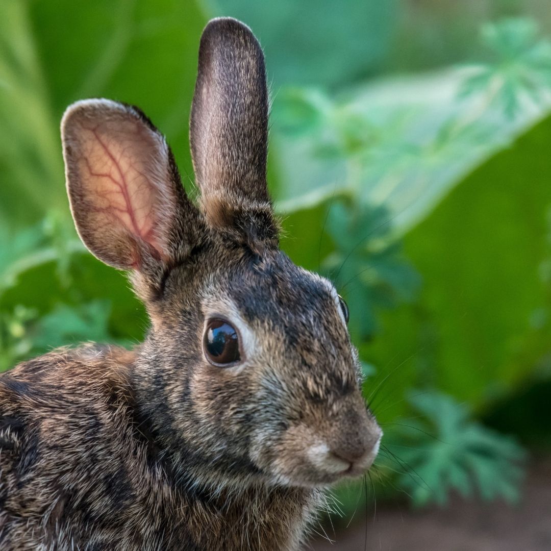 Comment attraper un lapin dans mon jardin ? Dialoguons