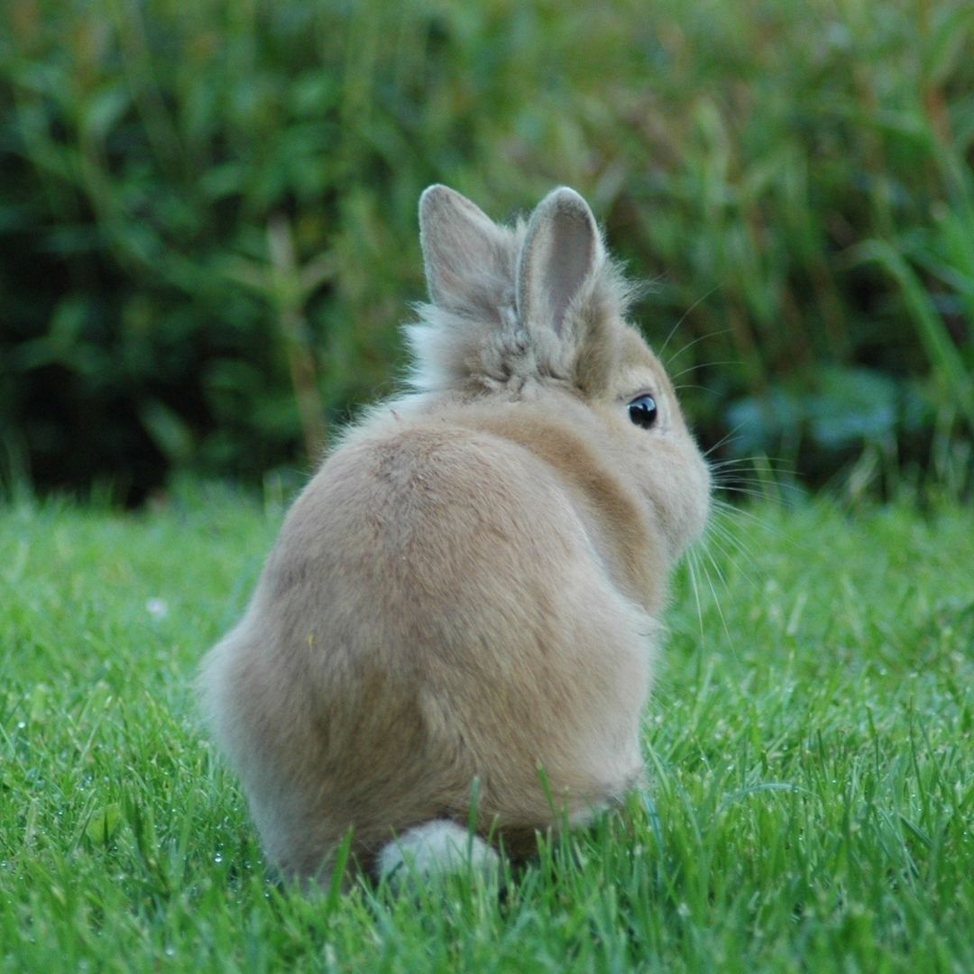 Comment attraper un lapin dans mon jardin ? Dialoguons