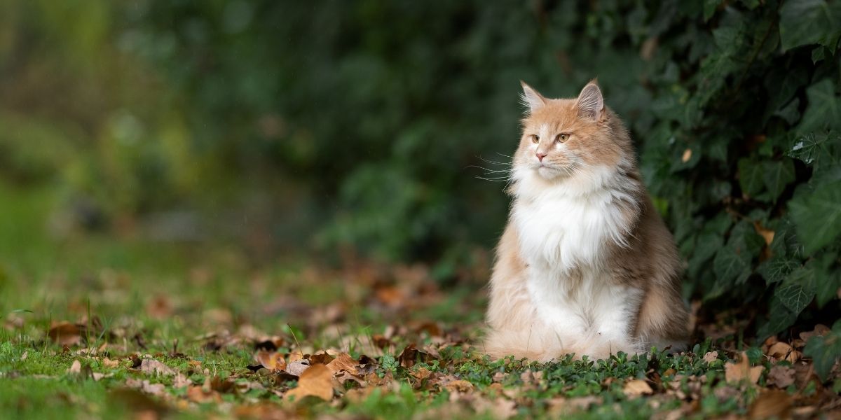 Peuton enterrer son chat dans son jardin ? Dialoguons