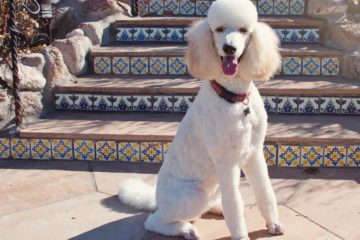 Caniche Royal