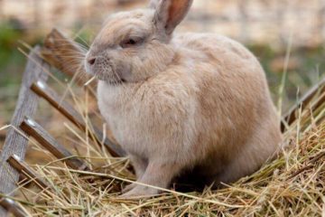 Construction fait maison d'un râtelier à foin pour lapin - Nos idées !