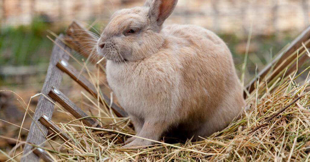 Construction fait maison d'un râtelier à foin pour lapin - Nos idées