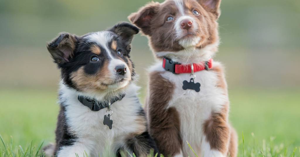 Quand est-ce approprié de stériliser un chien ?