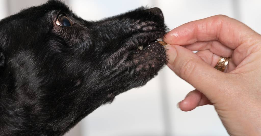 Comment donner des friandises à son chien ?