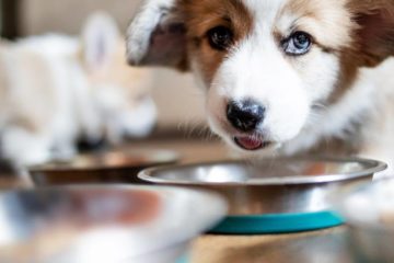 Quelles sont les meilleures croquettes pour un chiot stérilisé ?