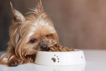 Mon chiot ne mange plus ses croquettes - que faire ?