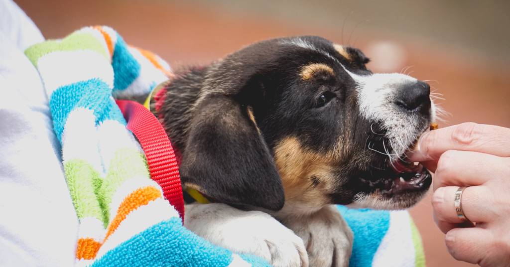 Pourquoi faut-il donner des friandises à son chiot ? Récompense, éducation, dressage...