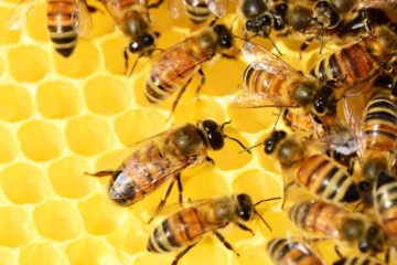 Les solutions professionnelles pour une gestion sécurisée des abeilles