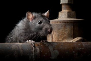 Pièges à rats : quelles sont les options les plus sûres pour votre famille ?